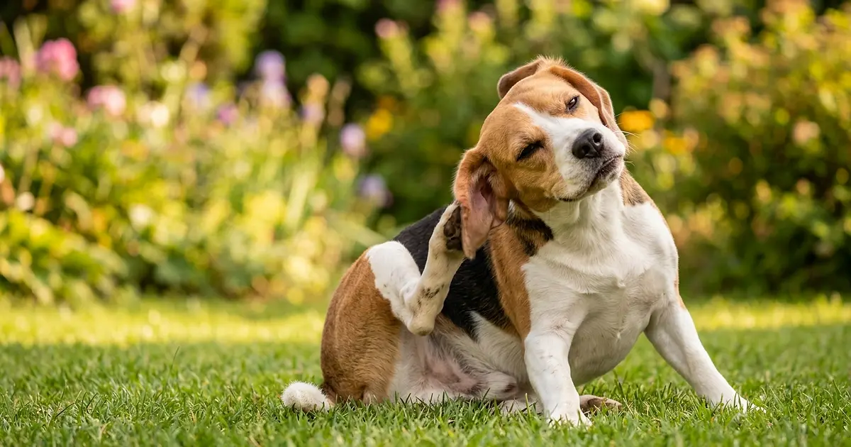 Chien se grattant l'oreille avec la patte arrière sur un fond de jardin ensoleillé